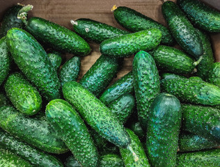 Fresh organic green cucumbers on a market shelf