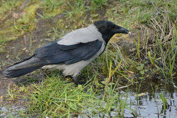 Wrona siwa © Andrzej