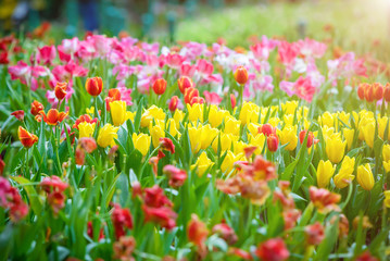 Corlorful of tulips in the flower garden for card design and web banner.Selective focus
