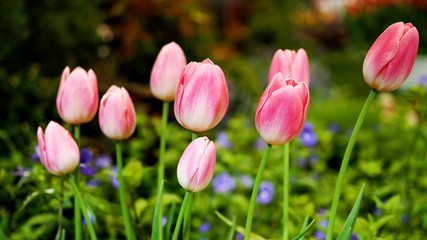 Beautiful wallpaper of colorful with pink tulips flower in garden.