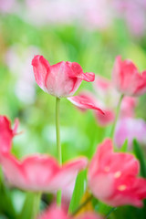 Beautiful bouquet of pink tulips in spring nature for card design and web banner. Selective focus