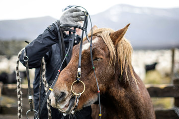 Cheval islandais et son cavalier avec harnachement et mors © Photos Eric Malherbe