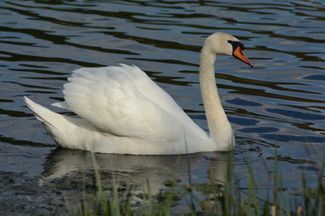Łabędź niemy © Andrzej
