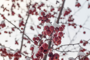 red berries on a branch covered with snow against a gray sky