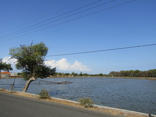 A view of a natural salt evaporation pond or tambak garam in village of Sidoarjo region. Traditional home industry with artificial shallow ponds designed to produce from sea water or water brines.