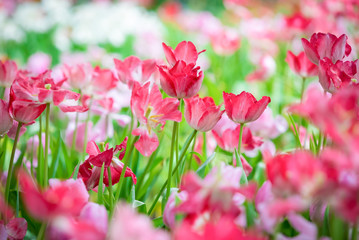 Beautiful bouquet of pink tulips in spring nature for card design and web banner. Selective focus