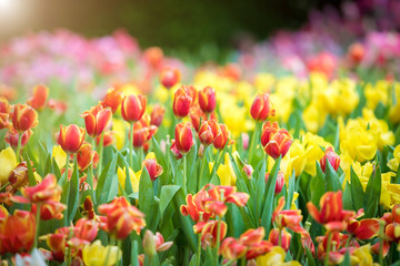 Fototapeta premium Corlorful of tulips in the flower garden for card design and web banner.Selective focus