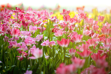 Corlorful of tulips in the flower garden for card design and web banner.Selective focus