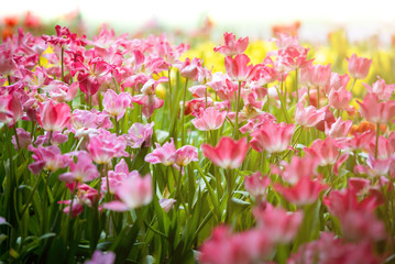 Fototapeta premium Corlorful of tulips in the flower garden for card design and web banner.Selective focus