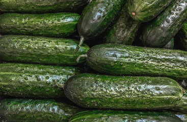 Fresh organic green cucumbers on a market shelf
