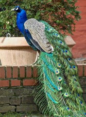 Obraz premium Tail feathers of a peacock bird