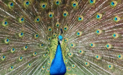 Naklejka premium Feathers in a wheel of a male peacock bird