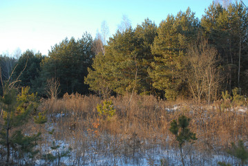 Winter evergreen forest