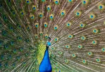 Obraz premium Feathers in a wheel of a male peacock bird