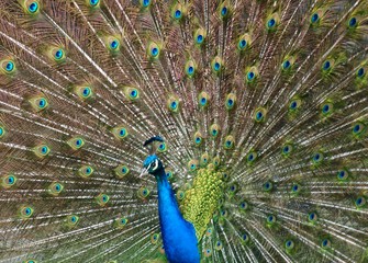 Naklejka premium Feathers in a wheel of a male peacock bird