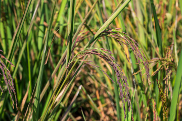  Riceberry That is growing in rice fields
