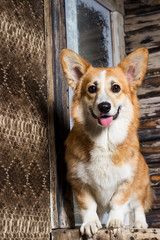 welsh corgi dog on a wooden background
