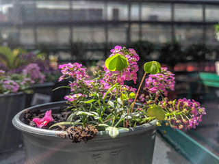 beautiful unusual plants in the garden