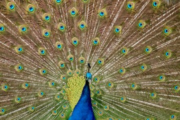 Naklejka premium Feathers in a wheel of a male peacock bird