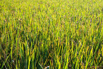  Riceberry That is growing in rice fields