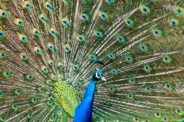 Obraz premium Feathers in a wheel of a male peacock bird