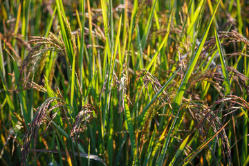  Riceberry That is growing in rice fields