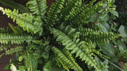Fototapeta na wymiar beautiful textured green background of natural tropical leaves