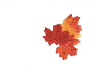 autumn leaves isolated on white background