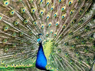 Obraz premium Feathers in a wheel of a male peacock bird