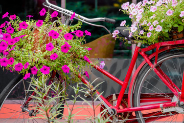 Fototapeta na wymiar Flowers in a bicycle basket