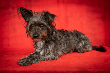 Cute little Schnauzer Barbet dog