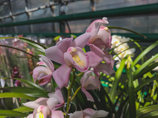 beautiful exotic orchid flowers phalaenopsis, cymbidium grown in a greenhouse