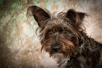 Naklejka premium Cute little Schnauzer Barbet dog