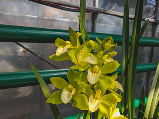 beautiful exotic orchid flowers phalaenopsis, cymbidium grown in a greenhouse