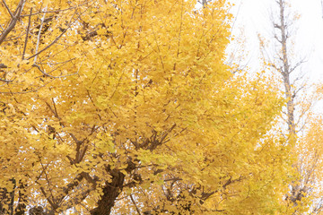 神宮外苑の紅葉#4