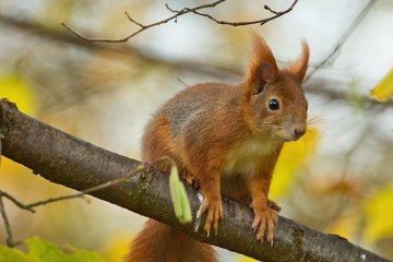 Ein Eichhörnchen sitzt im Herbst auf einem Ast mit gelbem Hintergrund, Sciurus vulgaris