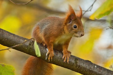 Ein Eichhörnchen sitzt im Herbst auf einem Ast mit gelbem Hintergrund, Sciurus vulgaris
