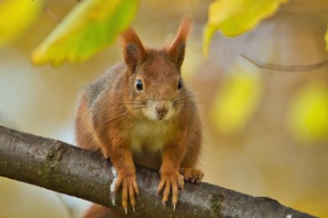 Ein Eichhörnchen sitzt im Herbst auf einem Ast frontal und neugierig, Sciurus vulgaris