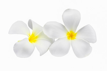 Fototapeta na wymiar Plumeria or Frangipani Flower Isolated on White Background in close up mode with clipping path