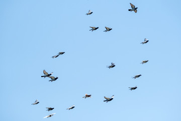 Fototapeta premium Flying racing pigeons and a blue sky
