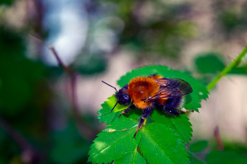 Large fluffy bumblebee closeup. A large furry bumblebee on a leaf of a wild rose close-up.