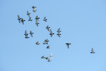 Flying racing pigeons and a blue sky