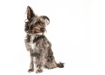 Cute little Schnauzer Barbet dog