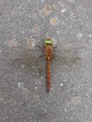 Dragonfly bird view