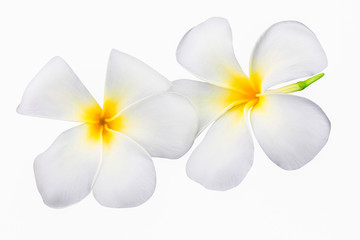 Plumeria or Frangipani Flower Isolated on White Background in close up mode with clipping path