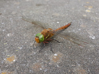 Dragonfly front view