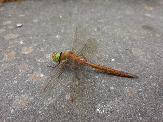 Dragonfly side view