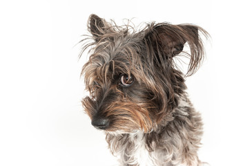 Cute little Schnauzer Barbet dog