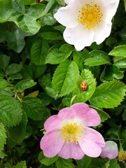 Flowers and bugs close up