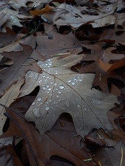 Glistening water drops on fallen autumn leaves